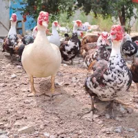 اردک اسرائیلی ۲ ساله|حیوانات مزرعه|رشت, معلم|دیوار