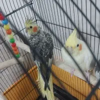 عروس هلندی نر و ماده