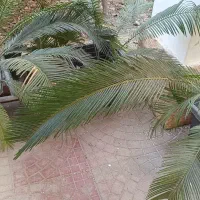گیاه سیکاس