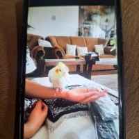 گمشده|حیوانات|همدان, |دیوار