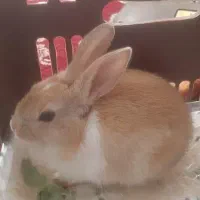 خرگوش