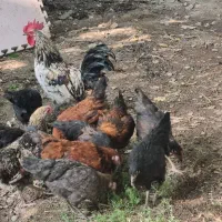 مرغ و خروس