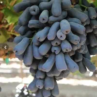 نهال انگور از تولید کننده بخر نه دلال