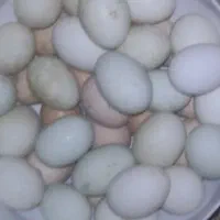 تخم مرغ و اردک