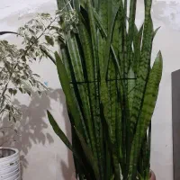 گل و گلدان شمشیری پر