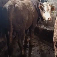 گوساله پرواری سیمینتال چاق سرک دار