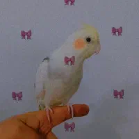 عروس هلندی اهلی اهلی