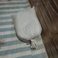 گندم