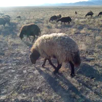 شیشک همو|حیوانات مزرعه|تربت‌حیدریه, پایانه مسافربری تربت حیدریه|دیوار