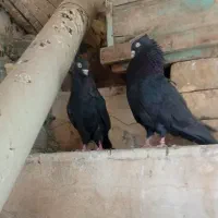 یه جفت کبوتر زاغ|پرنده|سمیرم, |دیوار