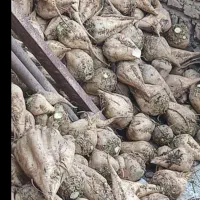 فروش چغندرقند تازع برای دام وخوراک
