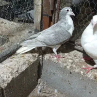 کبوتر رنگی و پلاکی قره|پرنده|شنبه و طسوج, |دیوار