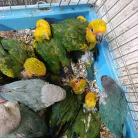 20 عدد طوطی خورشیدی