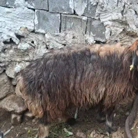 تعداد ۵۰جا میش نیمه