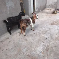 بزغاله ماده ونر