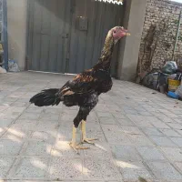 جوجه لاری اس