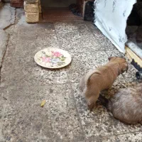 باسلام بدونه چونه یکی دومفت|سگ|دزپارت, |دیوار