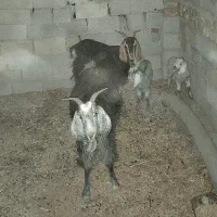 بز و کهره نر|حیوانات مزرعه|شیراز, داریون|دیوار