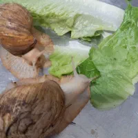 حلزونه|خزنده|تهران, مشیریه|دیوار