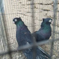 کبوتر شهرضا|پرنده|شهرضا, |دیوار