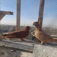 کبوتر فروشی|پرنده|مشهد, نیزه|دیوار