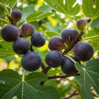 فروش نهال انجیر استهبان صادراتی و پربار