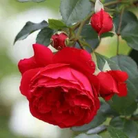 تئاتر کمدی موزیکال