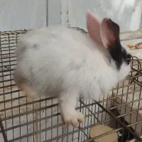 خرگوش