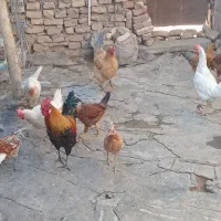 تعدادی مرغ و خروس
