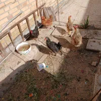 پنج عدد مرغ