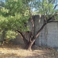 ۱۷۷ متر زمین در شهرک مسکونی با امکان دریافت جواز|فروش زمین و ملک کلنگی|هشتگرد, کوشک زر|دیوار
