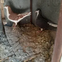 کفترشهری‌درمحله‌شیخعلی‌چوپان