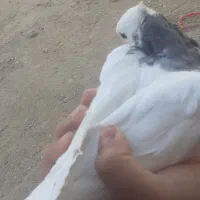 زاغ صرب و طوقی|پرنده|شیراز, آبیاری|دیوار