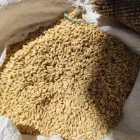 گندم دیمی اصلاح شده