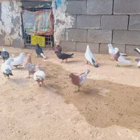 ۳۰تا رنگی همه نر|پرنده|شوش, |دیوار