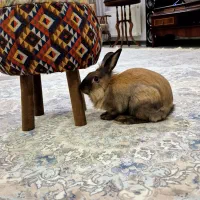 خرگوش با قفس