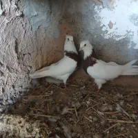 کبوتر|پرنده|اهواز, سیصد دستگاه|دیوار