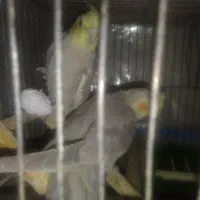 عروس هلندی سه جفت یک جفت با سه تخم|پرنده|تهران, شهرک طالقانی|دیوار