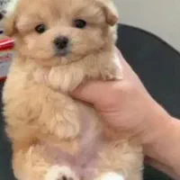 توله سگ مینیاتوری عروسکی جیبی