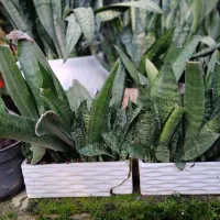 گل سانسوریا در ابعاد وقیمت های مختلف|گل و گیاه طبیعی|طاهرگوراب, |دیوار