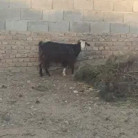 بزه|حیوانات مزرعه|زاهدان, |دیوار