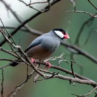 فنچ نرگسی