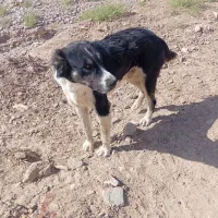 سگ گله|سگ|بیرجند, |دیوار