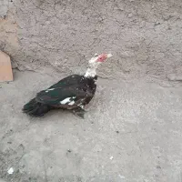 اردک اسراییلی