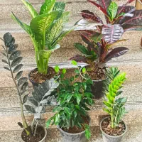 گیاه آپارتمانی ۵ عدد - ارسال رایگان در شرق تهران