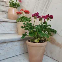 گلدان های سفالی وهنری