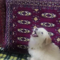 حیوان خانگی