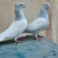 کبوتر کله کاکلی زیبا|پرنده|مشهد, هفده شهریور|دیوار