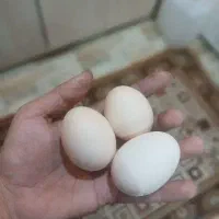 تخم مرغ بومی ۲۰ تومان