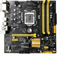 مادربردایسوس